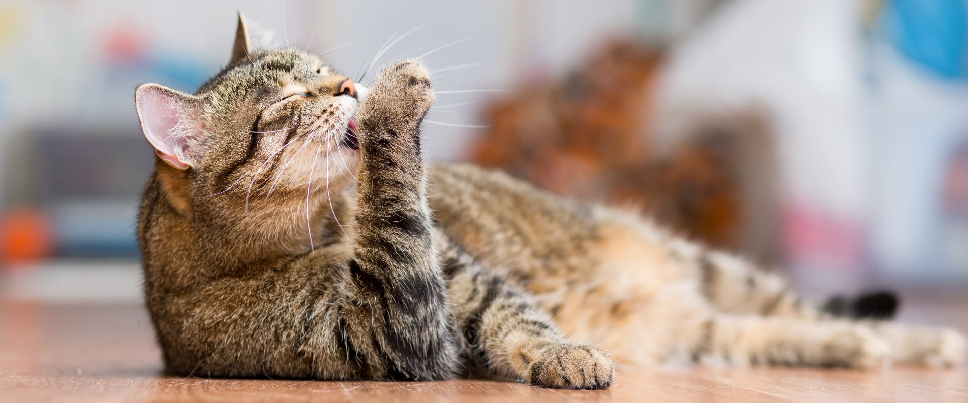 Cough up How to find the pur fect cat hairball remedy